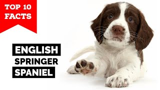 English Springer Spaniel  Top 10 Facts [upl. by Aigroeg]