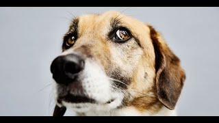 5 Ways To Help My Anxious Dog [upl. by Schuster]