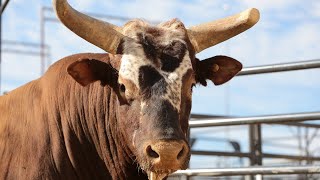 PBR Legend Bushwacker [upl. by Zobe]