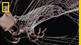 Spider Kills Bat  National Geographic [upl. by Erotavlas]