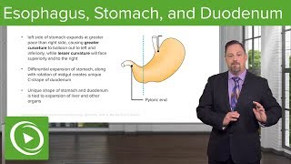 Foregut Development Esophagus amp Stomach – Embryology  Lecturio [upl. by Mannuela360]