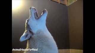 Siberian Husky Howling Compilation [upl. by Annekcm]