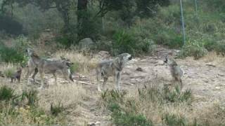 Lobos Aullando  Howling Wolves [upl. by Giddings]