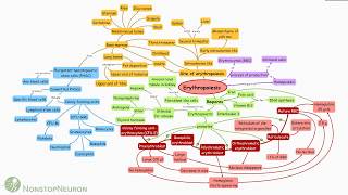 Erythropoiesis Concept Map [upl. by Duval]