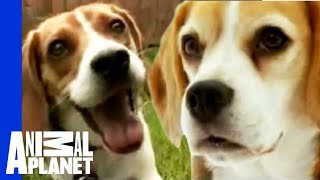 The Beloved Hound The Beagle  Dogs 101 [upl. by Ecinom]