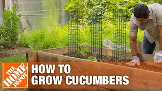 How to Grow Cucumbers  Planting Cucumbers  The Home Depot [upl. by Neyrb]