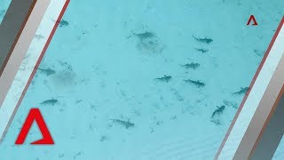 Sharks return to Thailand’s famous Maya Bay after tourist ban [upl. by Drol]