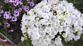 White Clip Campanula Carpatica Bell Flower  In Blooms  Late July [upl. by Yatnwahs572]