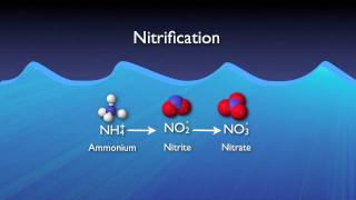 Nitrogen Removal Basics [upl. by Emyaj]