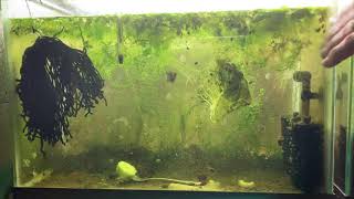 Scuds Daphnia Cherry Shrimp Copepods My aquatic food culture [upl. by Aubigny]