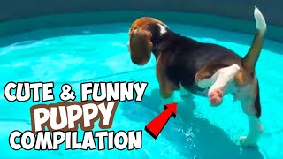 Cute amp Funny BEAGLE PUPPY Compilation  Must See [upl. by Airoled381]