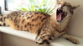 5 Reasons for NOT OWNING a F2 Savannah cat [upl. by Bettye239]