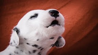 Puppies Barking  Cute Puppies Barking Compilation [upl. by Hehre]