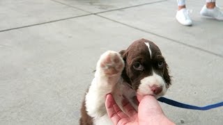 Cutest Springer Spaniel Puppy  Champ [upl. by Felicia]