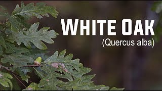 White Oak Quercus alba  Nativ Nurseries [upl. by Annette668]