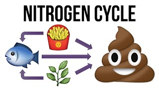 What Is the Nitrogen Cycle for Aquariums [upl. by Ainivad]