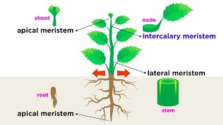 Types of Plant Cells [upl. by Odnalra]