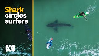 Shark filmed circling surfers at Plettenberg Bay South Africa  ABC Australia [upl. by Delaryd]