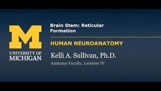 Nervous System Reticular Formation [upl. by Malan470]