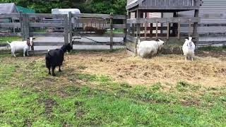 Miniature silky fainting goats in Freetown [upl. by Bertine826]