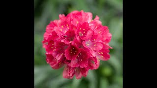 The beautiful Armeria Dreameria Series [upl. by Dedric]