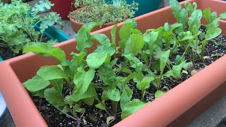 Arugula from Seed to Harvest [upl. by Simmonds]