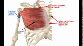 Two Minutes of Anatomy Pectoralis Major [upl. by Hennessy]