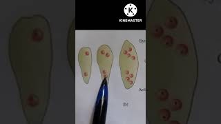 Megasporogenesis and Embryo sacBiology Understand and Learn ncert12biology [upl. by Selrahc]