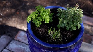 Planting Herbs in Containers for Beginners 🌿 Garden Answer [upl. by Noiek]