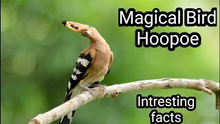 Hoopoe bird  Intresting facts [upl. by Aneelak65]