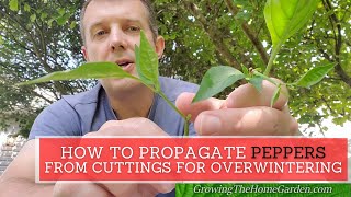 How to Propagate Pepper Plants from Cuttings to Grow over the Winter [upl. by Scarlett]