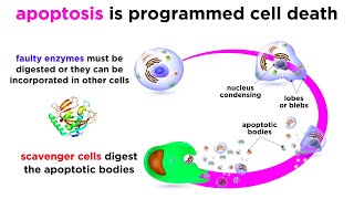 Apoptosis Programmed Cell Death [upl. by Haras]