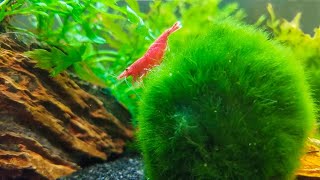 How to Keep Marimo Moss Balls in Your Aquarium [upl. by Nevart21]