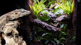 Bioactive Gargoyle Gecko Vivarium [upl. by Yong]