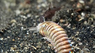 Bobbit Worm Catches Unsuspecting Fish [upl. by Jempty226]