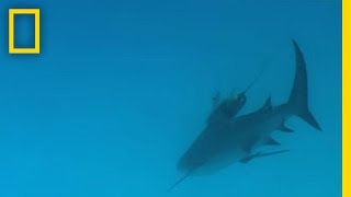 Bull Sharks  National Geographic [upl. by Sopher]