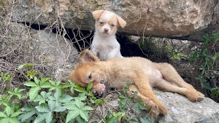 The cry for help of two dogs abandoned by their cruel owner on the side of the road and I saved them [upl. by Strong]