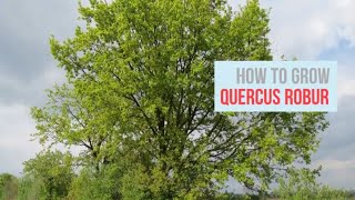 Quercus robur Growing Guide English Oak Common Oak by GardenersHQ [upl. by Lotsirb]