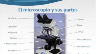 El microscopio y sus partes [upl. by Tad]