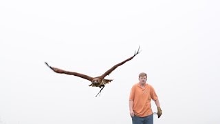 An Introduction to Falconry [upl. by Marilin690]