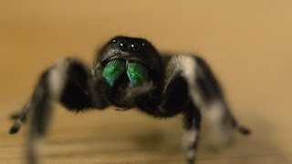 Spider hunts fly  Spider House  BBC [upl. by Emerson]