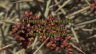 Chaparro Amargosa Castela emoryi  7Song [upl. by Euqinorev]