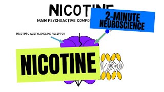 2Minute Neuroscience Nicotine [upl. by Asirral]