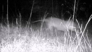 Possible Thylacine Tasmanian Tiger Trail Cam Footage [upl. by Ybeloc]