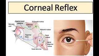 Corneal Reflex [upl. by Nnaid]