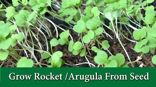 How to Grow Arugula or Rocket From Seed  Leafy Green and Microgreen [upl. by Bates]