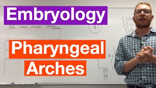 Pharyngeal arches  Embryology [upl. by Sander180]