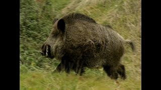 HE TALKS TO WILD BOARS  IL PARLE AUX SANGLIERS [upl. by Adnara]