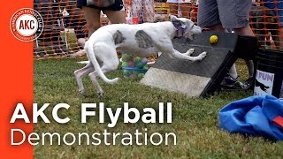 AKC Flyball Demonstration [upl. by Sauncho]