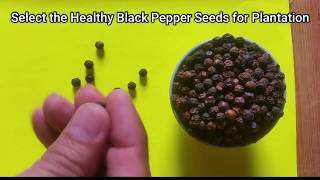 How to Plant Black Pepper Piper Nigrum from Seeds at Home [upl. by Haff]